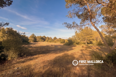 Land plot for sale in Algaida, Mallorca, Spain 25600 sq.m. No. 167952 - photo 3