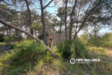 Land plot for sale in Algaida, Mallorca, Spain 25600 sq.m. No. 167952 - photo 5