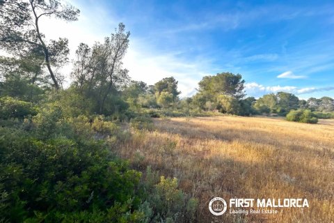 Działka w Algaida, Mallorca, Hiszpania 25600 mkw. nr 167952 – zdjęcie 7