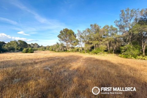 Działka w Algaida, Mallorca, Hiszpania 25600 mkw. nr 167952 – zdjęcie 8