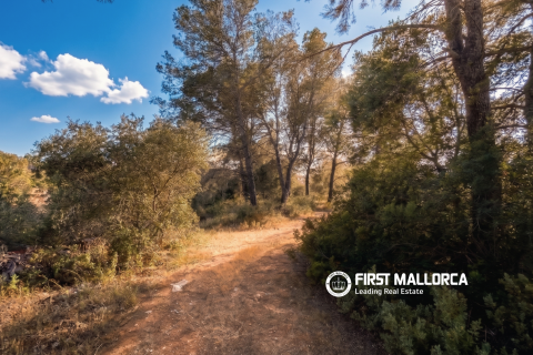 Land plot in Algaida, Mallorca, Spain 25600 sq.m. No. 167952