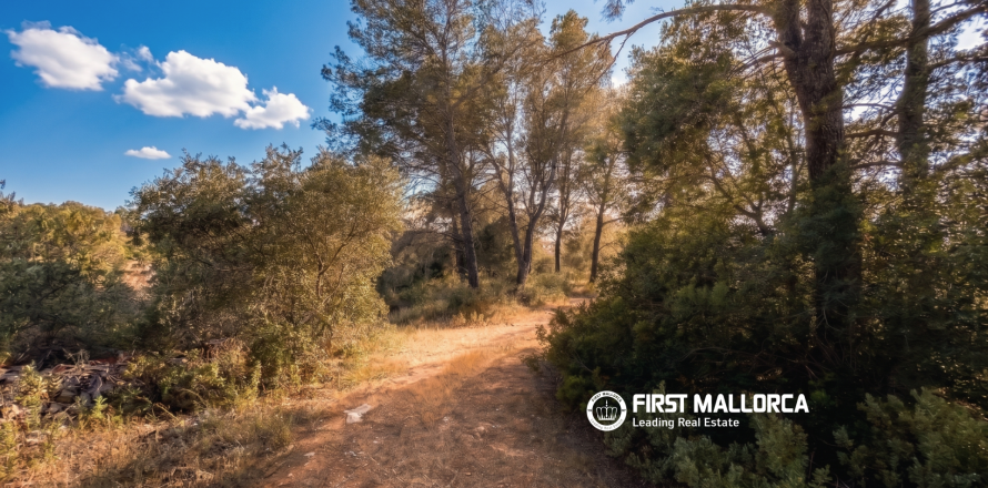Land plot in Algaida, Mallorca, Spain 25600 sq.m. No. 167952