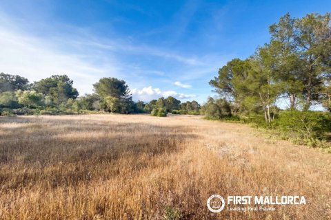 Działka w Algaida, Mallorca, Hiszpania 25600 mkw. nr 167952 – zdjęcie 5