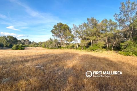 Land plot for sale in Algaida, Mallorca, Spain 25600 sq.m. No. 167952 - photo 8