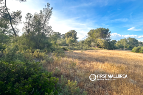 Land plot for sale in Algaida, Mallorca, Spain 25600 sq.m. No. 167952 - photo 7