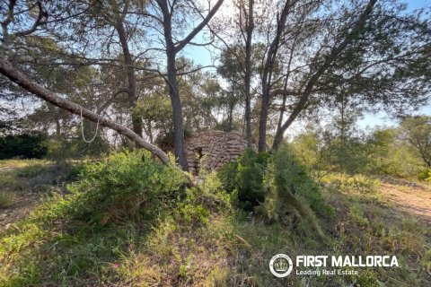 Działka w Algaida, Mallorca, Hiszpania 25600 mkw. nr 167952 – zdjęcie 6