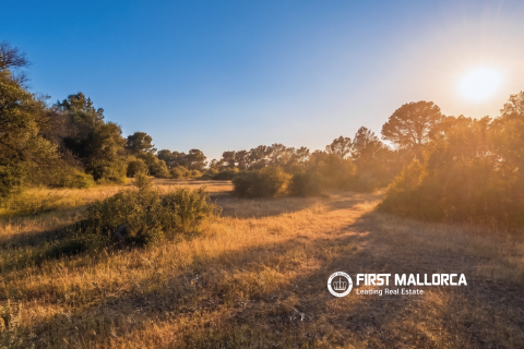 Land plot for sale in Algaida, Mallorca, Spain 25600 sq.m. No. 167952 - photo 2