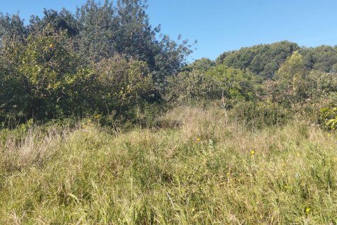 Działka w Chiclana de la Frontera, Cadiz, Hiszpania 9000 mkw. nr 172608 – zdjęcie 14