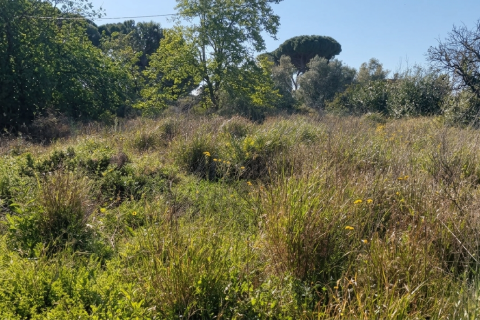 Działka w Chiclana de la Frontera, Cadiz, Hiszpania 9000 mkw. nr 172608 – zdjęcie 19