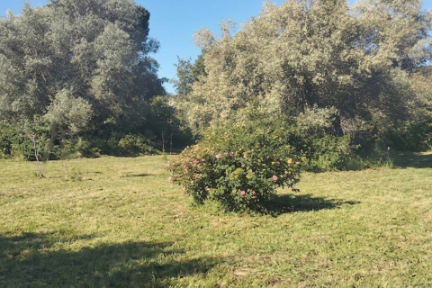 Działka w Chiclana de la Frontera, Cadiz, Hiszpania 9000 mkw. nr 172608 – zdjęcie 13