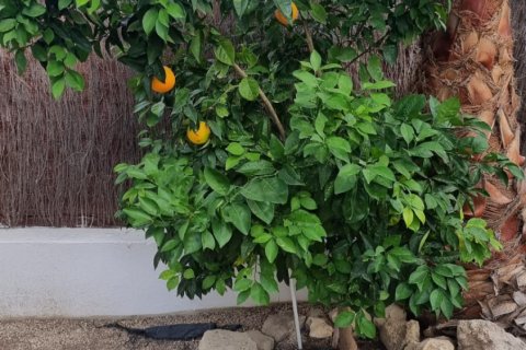 Сasa en venta en Calasparra, Murcia, España 3 dormitorios, 121 m2 No. 152414 - foto 28