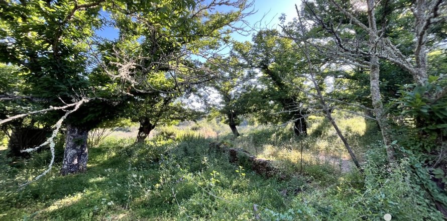 Terreno a Fuenteheridos, Huelva, Spagna 7974 mq. N° 186111