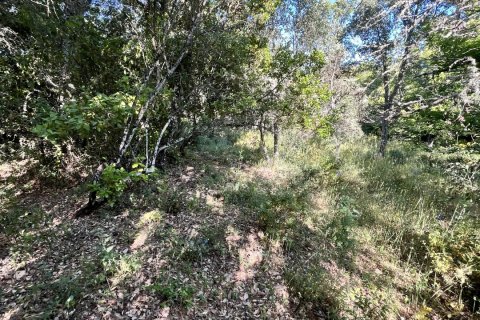 Terreno in vendita a Fuenteheridos, Huelva, Spagna 7974 mq. N° 186111 - foto 17