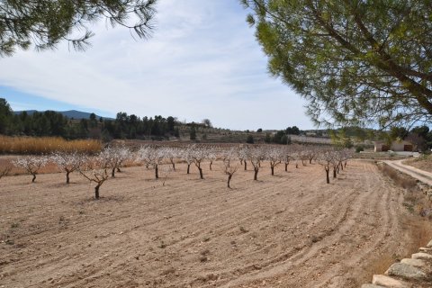 Finca for sale Monovar, Alicante, Spain 6 bedrooms, 450 sq.m. No. 116366 - photo 13