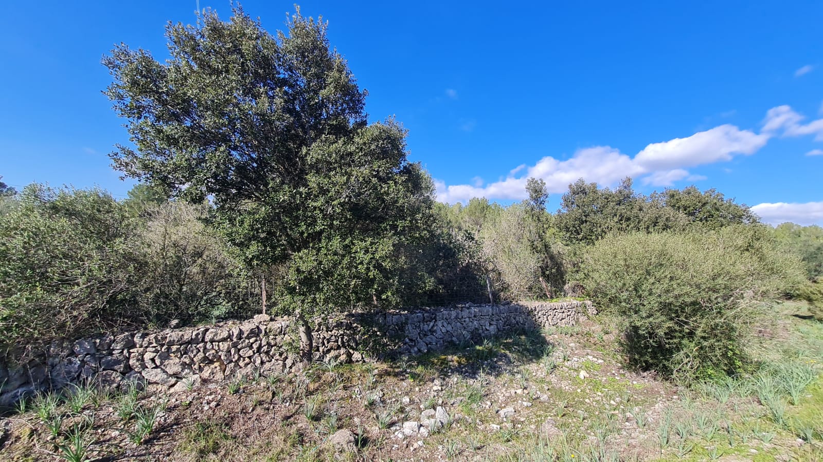 Terreno a Sa Pobla, Mallorca, Spagna 105000 mq. N° 74064