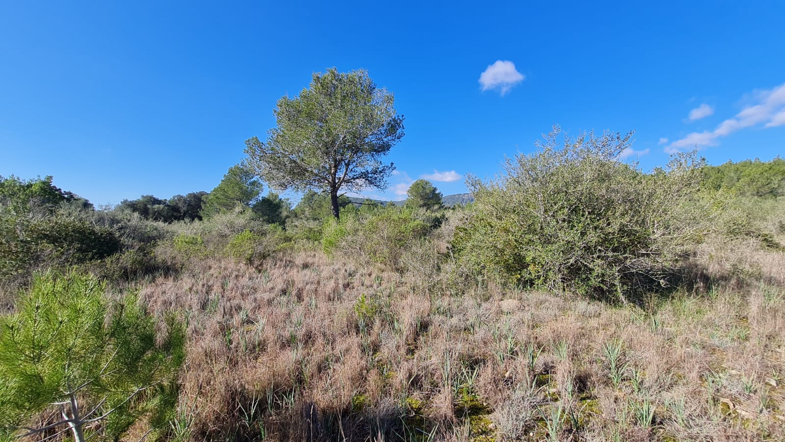 Terreno a Sa Pobla, Mallorca, Spagna 105000 mq. N° 74064