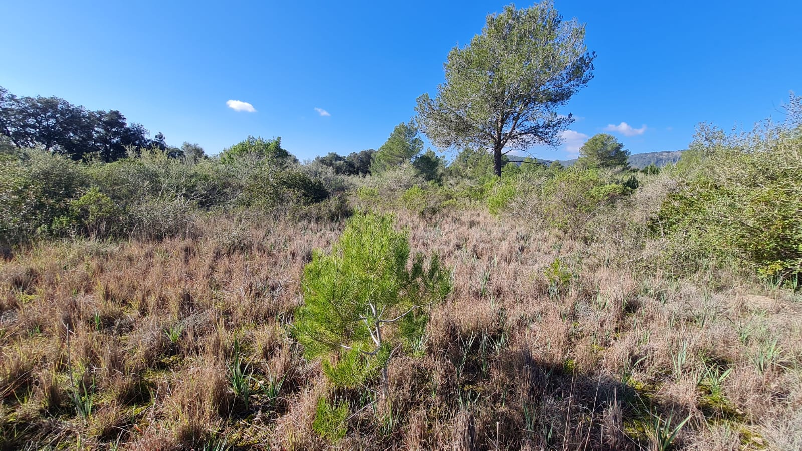 Terreno a Sa Pobla, Mallorca, Spagna 105000 mq. N° 74064