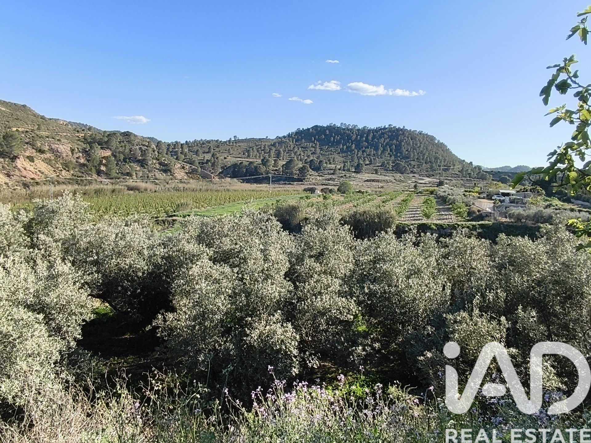 Parcela en Cehegín, Murcia, España 5124 m2 No. 185001