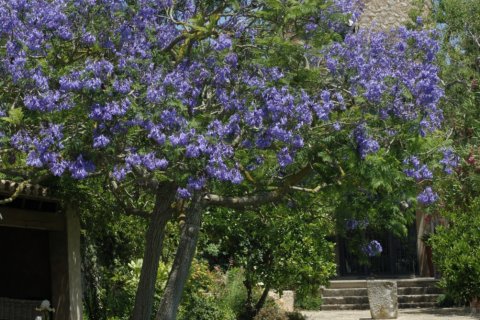 Продажа дома в Эс Карритксо, Майорка, Испания 3 спальни, 291м2 №153367 - фото 6