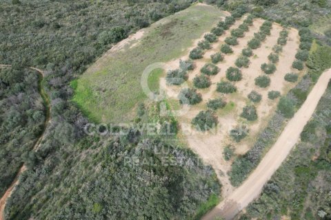 Land zum Verkauf in Peralada, Girona, Spanien 413389 m2 Nr. 157888 - Foto 3
