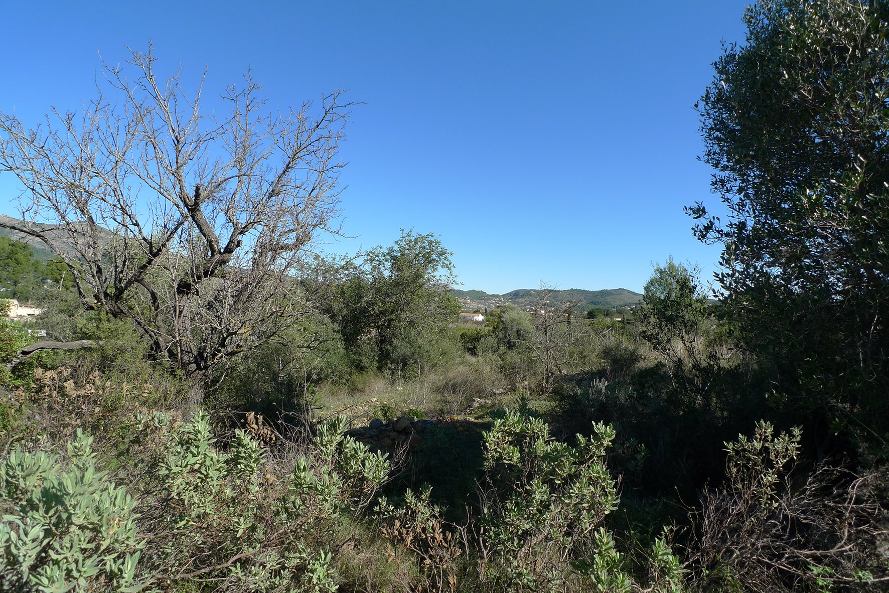 Land plot à Jalon, Alicante, Espagne No. 183954