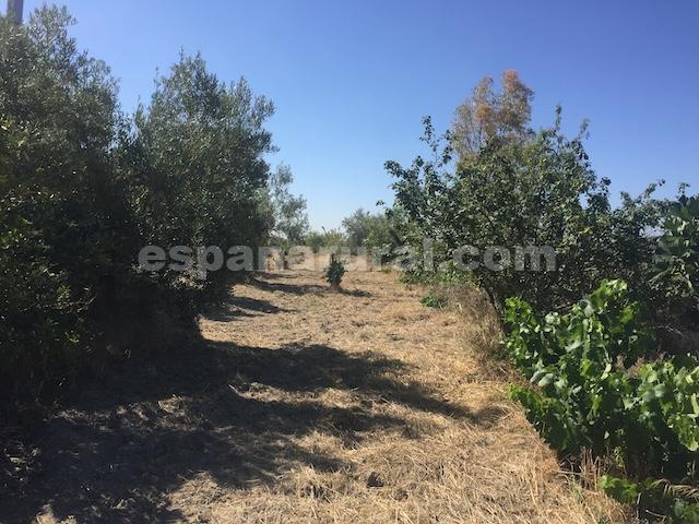 House in Oria, Almeria, Spanien 2 Schlafzimmer, 100 m2 Nr. 184097