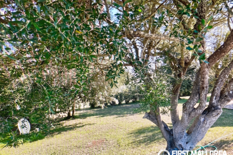 Finca for rent in Son Macia, Mallorca, Spain 4 bedrooms, 325 sq.m. No. 168669 - photo 28
