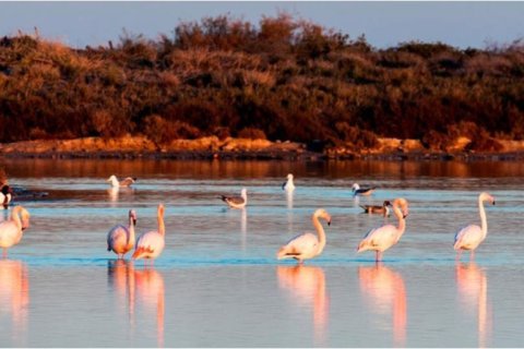 Dzīvoklis pārdošanā San Pedro del Pinatar, Murcia, Spānijā 3 istabas, 107 m2 Nr. 146924 - attēls 10