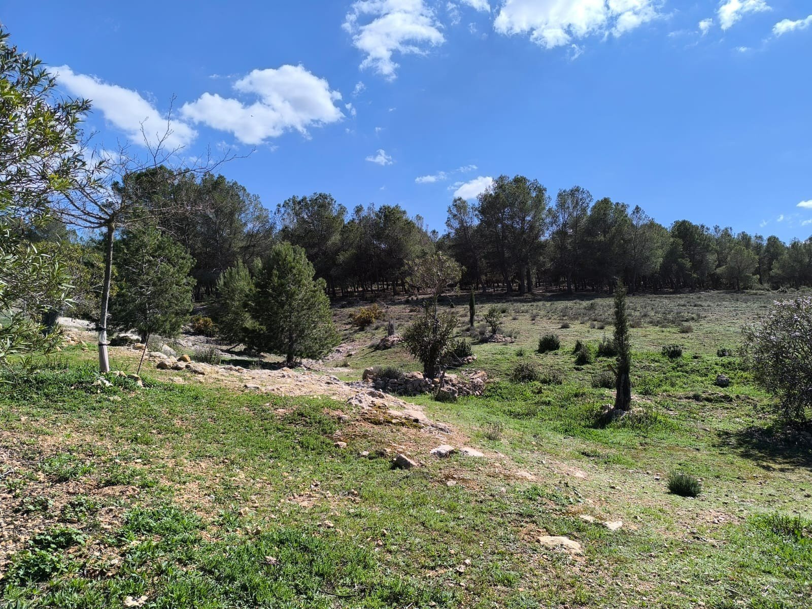 Finca a Villena, Alicante, Spagna 4 camere da letto, 588 mq. N° 160954