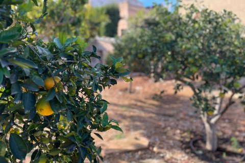 Villa in affitto a Ariany, Mallorca, Spagna 3 camere da letto, 130 mq. N° 143986 - foto 18