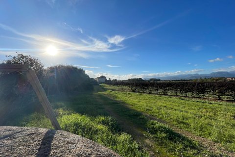 Finka w Sencelles, Mallorca, Hiszpania 4 sypialnie, 338 mkw. nr 143991 – zdjęcie 17