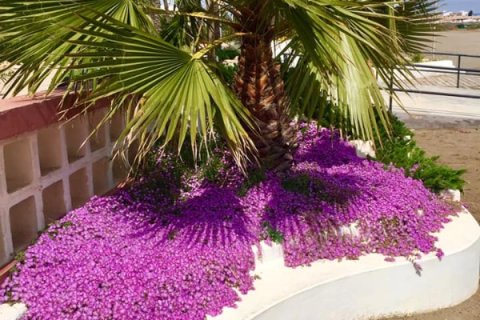 Villa en venta en Alicante, España 2 dormitorios, 66 m2 No. 144856 - foto 19