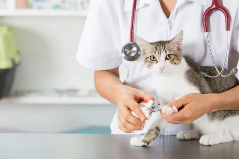 Коммерческая недвижимость в Барселона, Испания 298м2 №149571