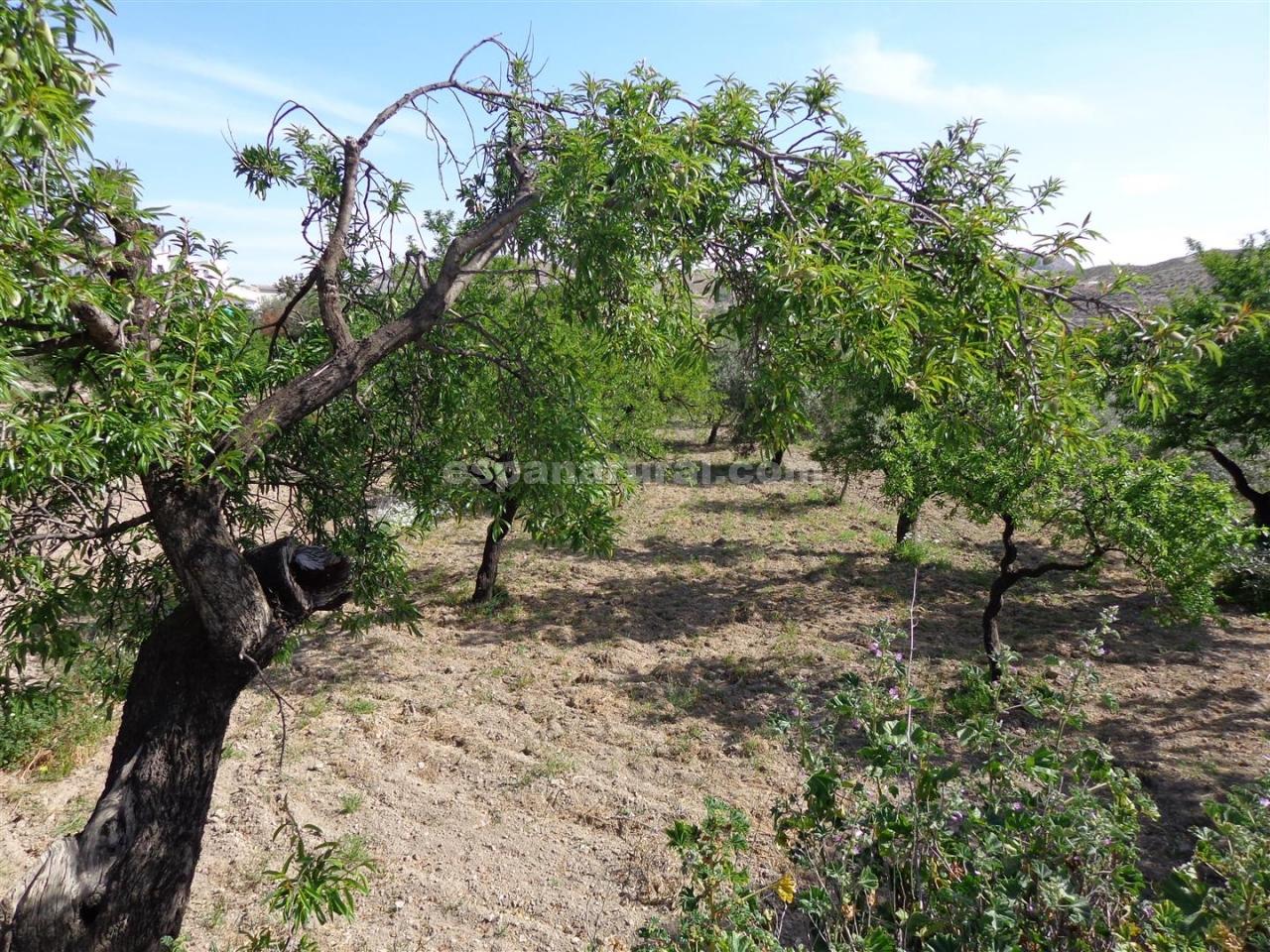 Hus i Albox, Almeria, Spanien 3 sovrum, 146 kvm. Nr. 184126