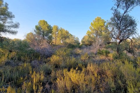 Tomt till salu i Ginestar, Tarragona, Spanien 1439 kvm. Nr. 194389 - foto 6