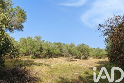 Działka w Costitx, Mallorca, Hiszpania 16603 mkw. nr 184895 – zdjęcie 4