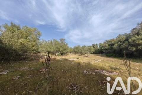 Działka w Costitx, Mallorca, Hiszpania 16603 mkw. nr 184895 – zdjęcie 6