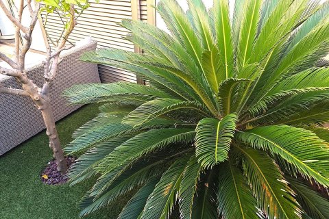 Duplex zum Verkauf in Cabo Roig, Alicante, Spanien 3 Schlafzimmer, 143 m2 Nr. 180994 - Foto 12