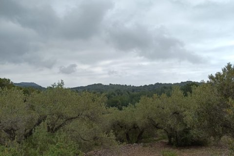 Land plot à vendre à El Perello, Tarragona, Espagne, 3500 m2 No. 192247 - photo 15