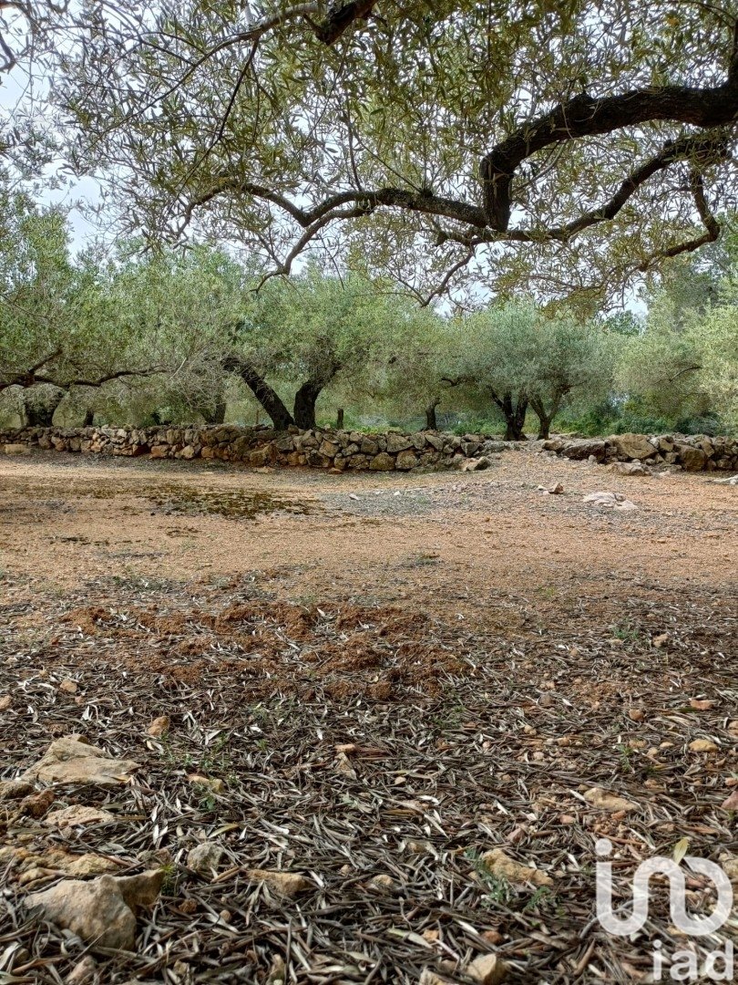 Land in El Perello, Tarragona, Spanien 3500 m2 Nr. 192247