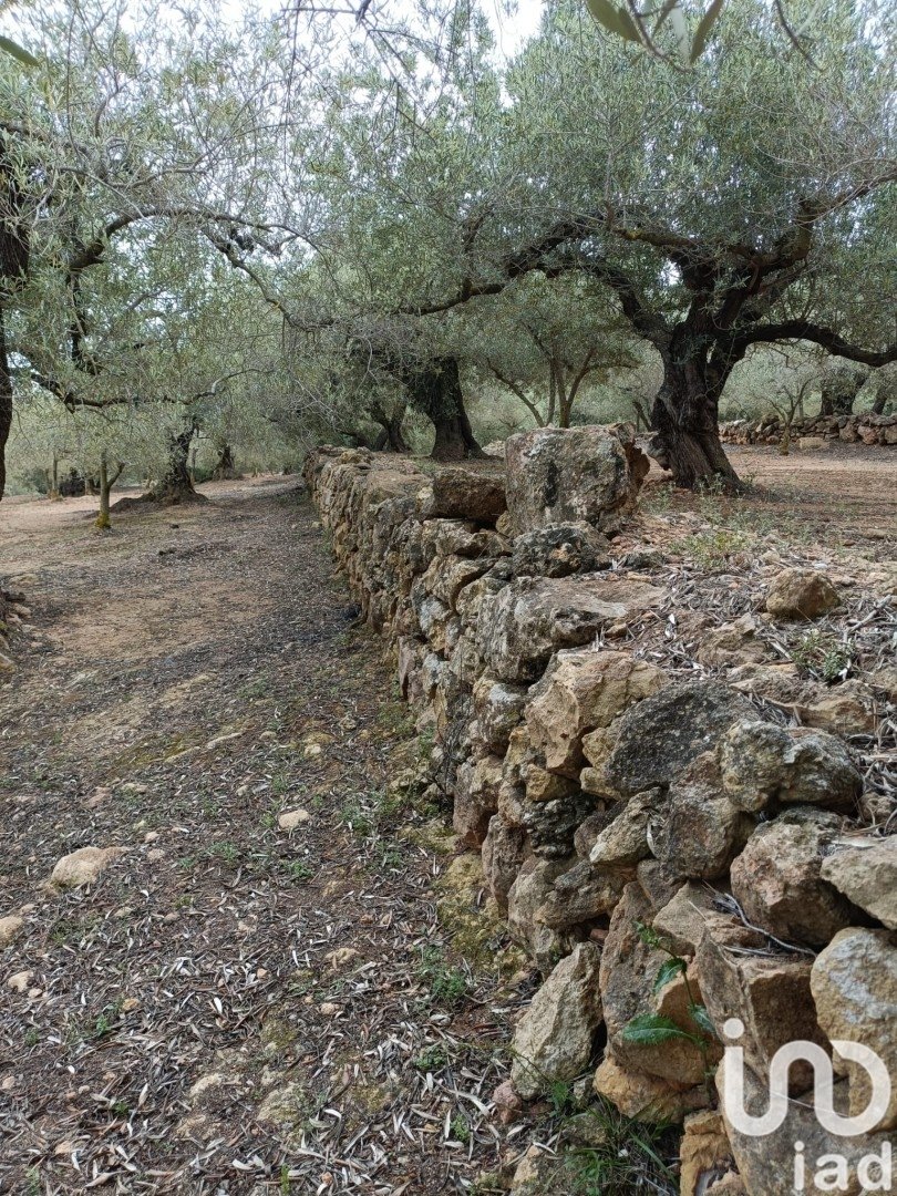 Land in El Perello, Tarragona, Spanien 3500 m2 Nr. 192247