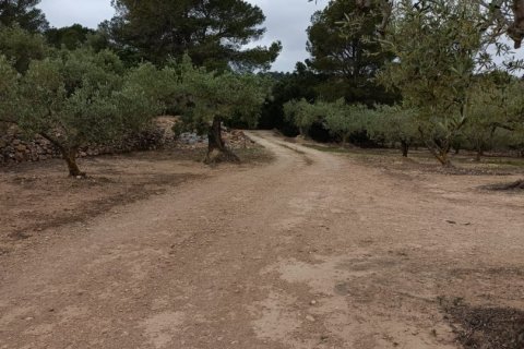 Land plot à vendre à El Perello, Tarragona, Espagne, 3500 m2 No. 192247 - photo 10