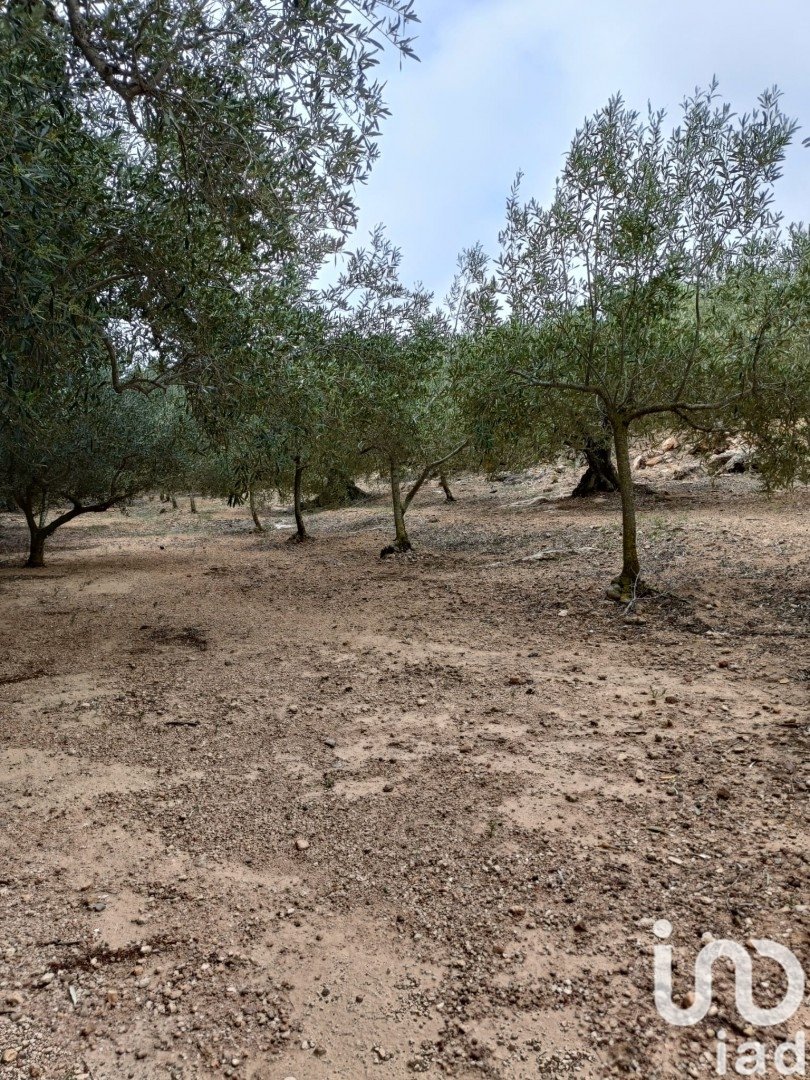 Land in El Perello, Tarragona, Spanien 3500 m2 Nr. 192247