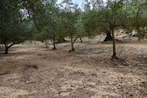Land plot à vendre à El Perello, Tarragona, Espagne, 3500 m2 No. 192247 - photo 3