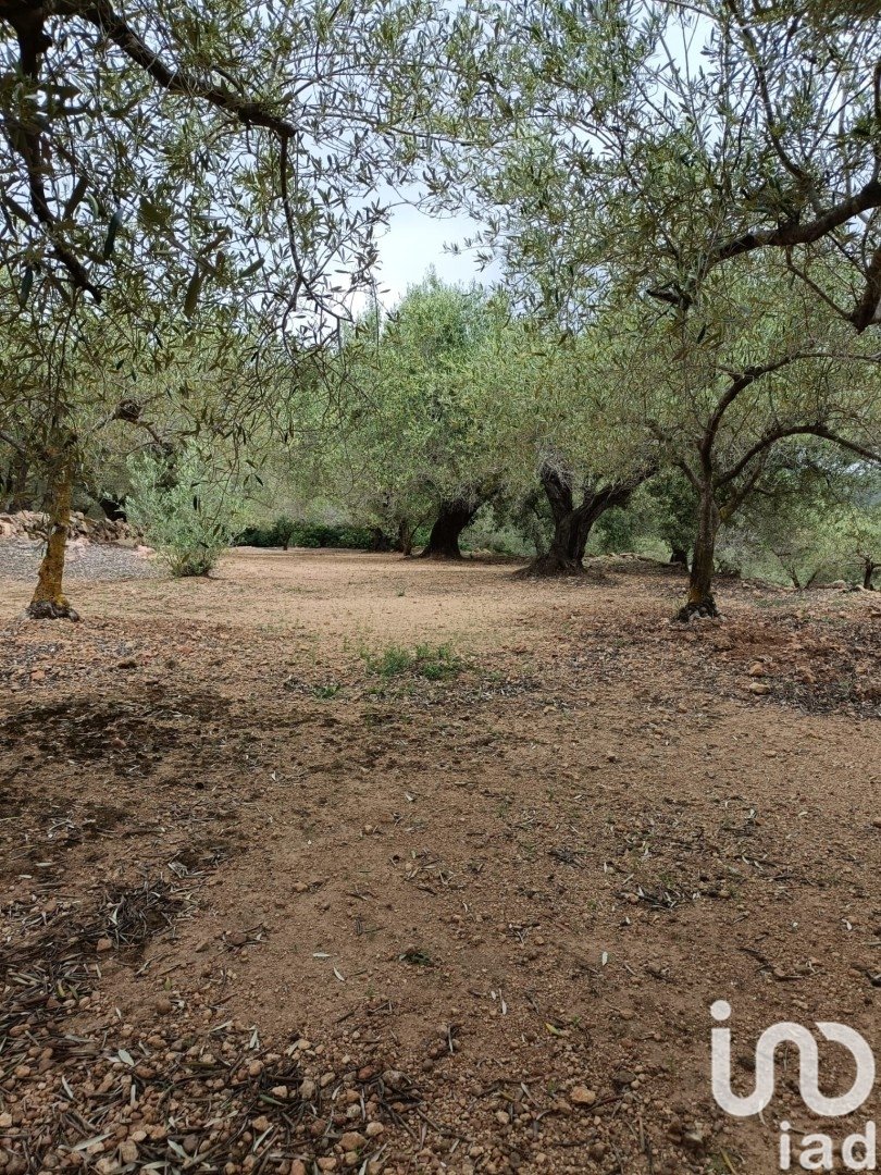 Land in El Perello, Tarragona, Spanien 3500 m2 Nr. 192247