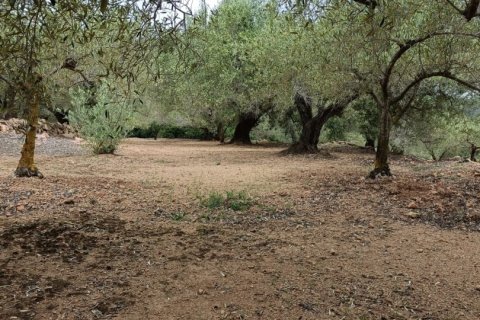 Land plot à vendre à El Perello, Tarragona, Espagne, 3500 m2 No. 192247 - photo 16