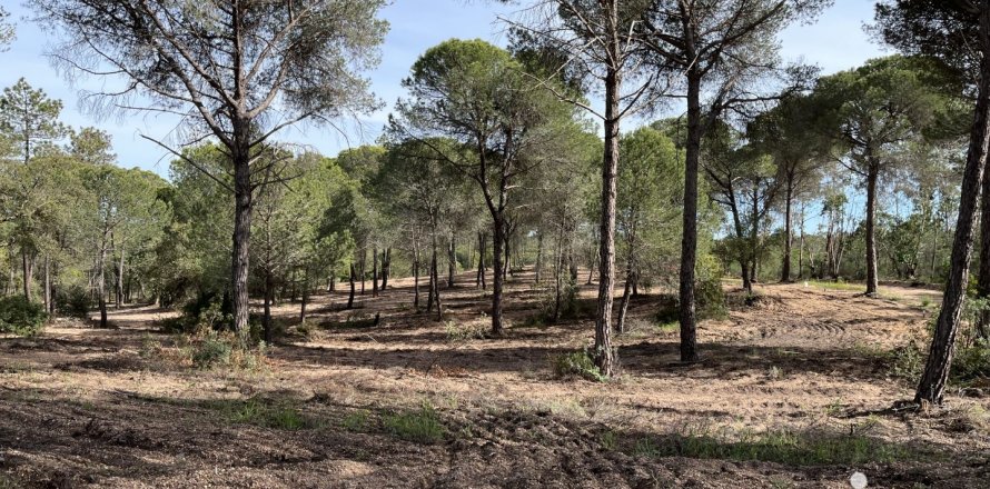 Land plot in Villablanca, Huelva, Spain 16000 sq.m. No. 186122