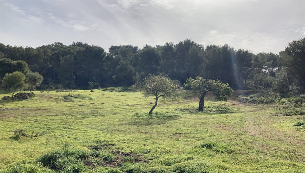 Terreno a Santanyi, Mallorca, Spagna 350 mq. N° 147875