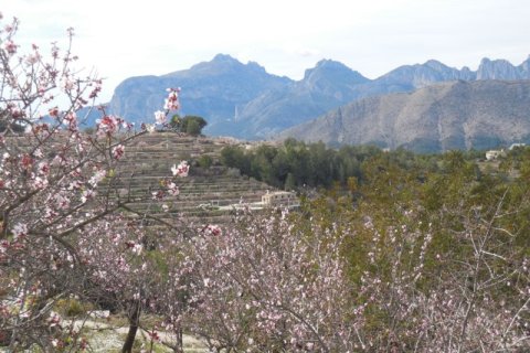 Продажа финки в Тарбена, Аликанте, Испания 3 спальни, 129м2 №146438 - фото 29