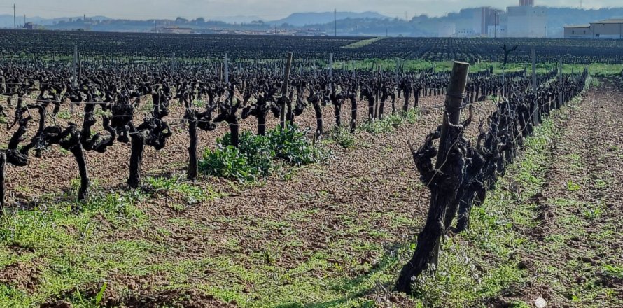 Tontti Santa Margarida i els Monjos, Barcelona, Espanja 1255 m2 No. 153604